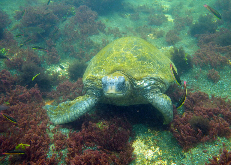Wasserschildkröte und farbenfrohe Unterwasserwelt