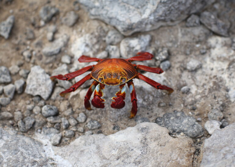 Feuerroter Krebs