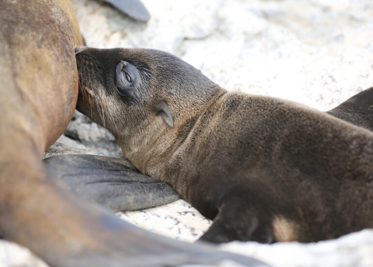 Seelöwenjunges beim Stillen