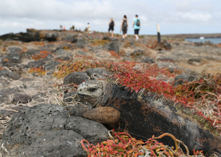 Leguan in Pose