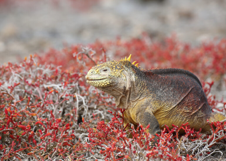 Gelber Landleguan auf rotem Untergrund