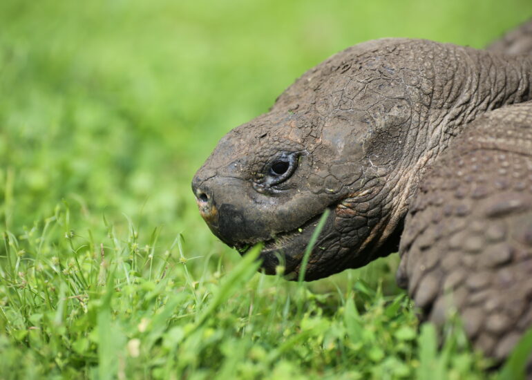 Landschildkröte im Seitenprofil