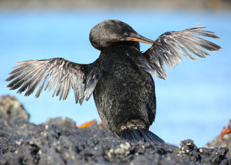 Galapagoskormoran trocknet sein Felderkleid