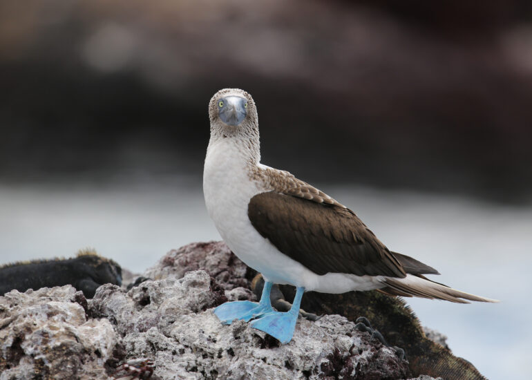 Neugieriger Blaufußtölpel