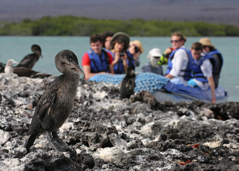 Zodiak mit Galapagoskormoran