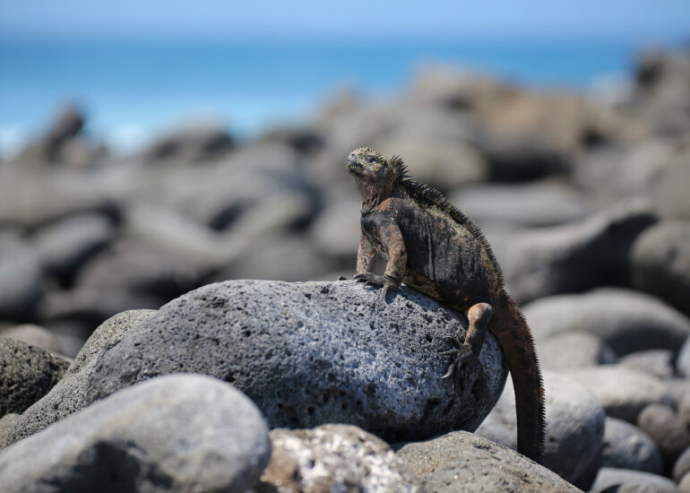 Meeresleguane beim Sonnenbad