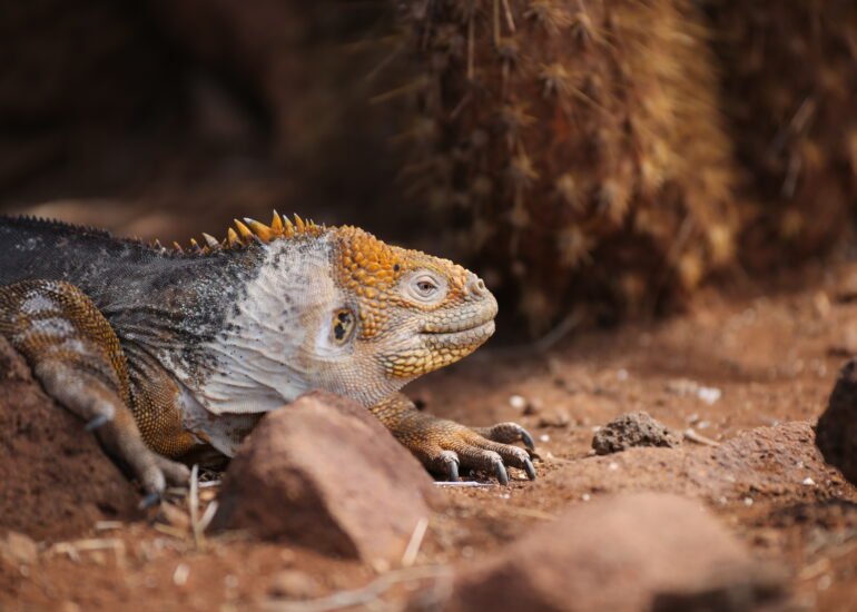Seitenprofil eines Leguan