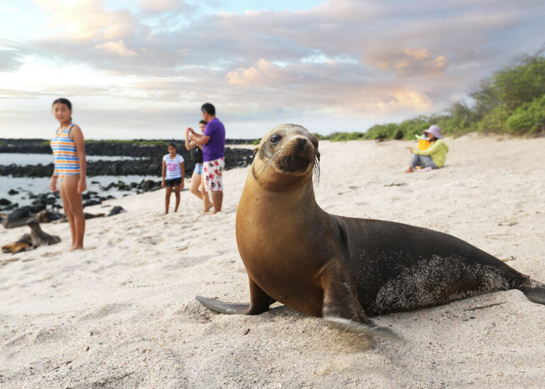 Seelöwen als Strandattraktion