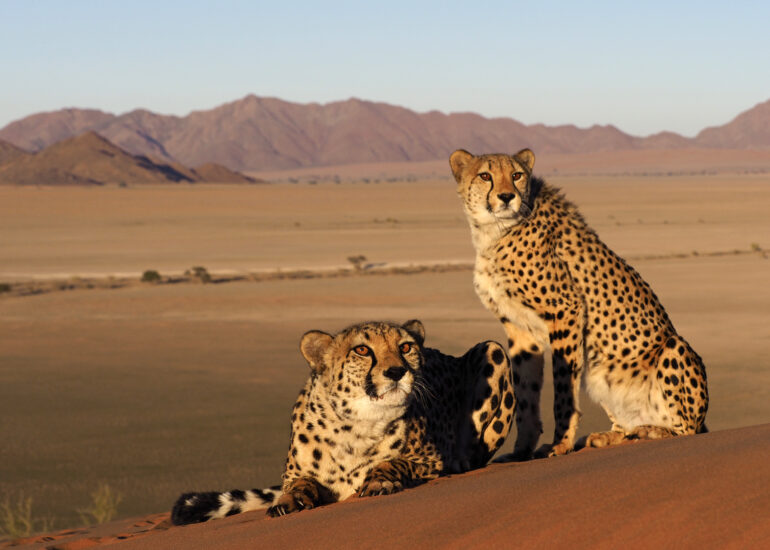 Geparden Pärchen in der Wüste