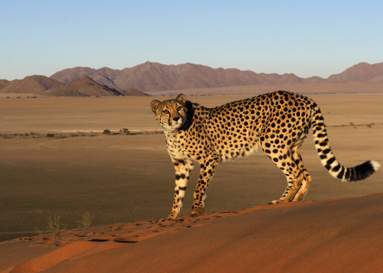 Gepard in der Wüste