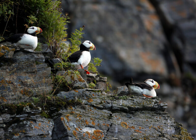 Hornlunde auf Klippe
