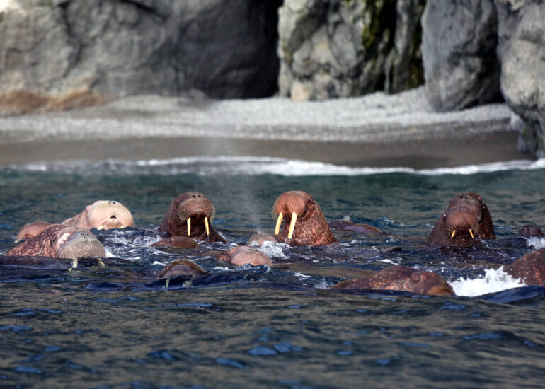 Walrosse beim Spielen