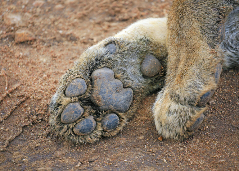 Löwenpfote im Detail