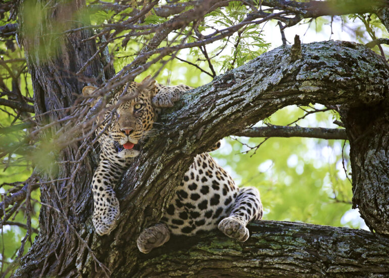 Leopard im Baum