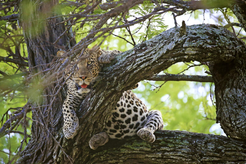 Leopard im Baum