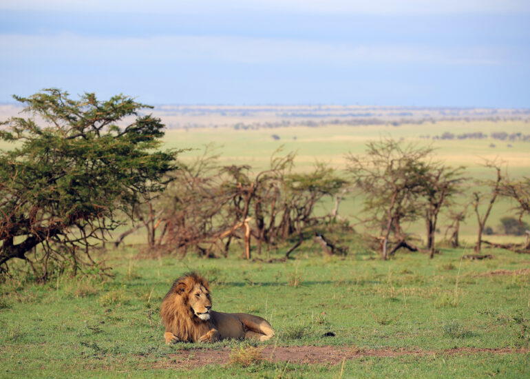 Löwe in der Serengeti