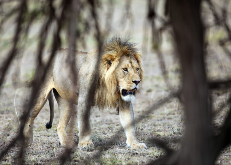 Löwe in der Serengeti