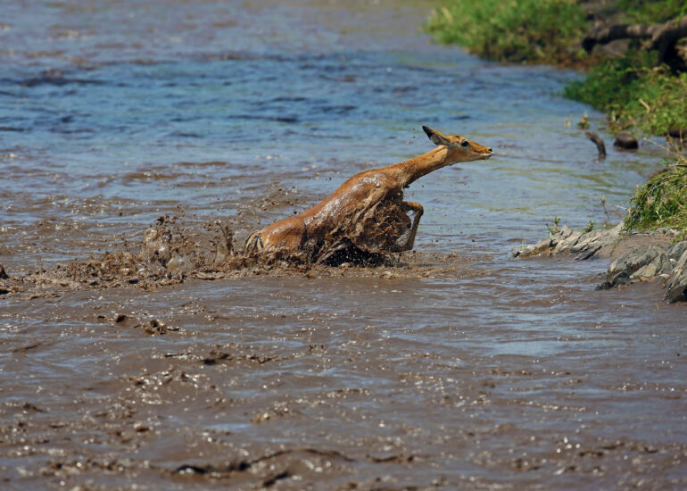 Impalla bei der Flussdurchquerung