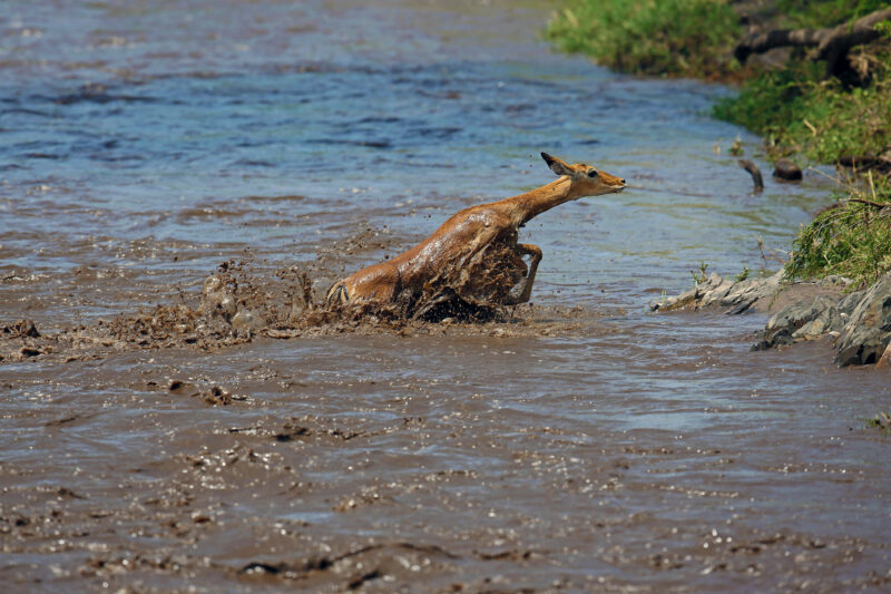 Impalla bei der Flussdurchquerung