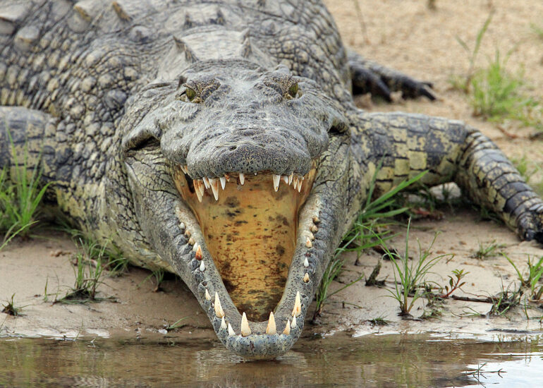 Krokodil am Flussufer