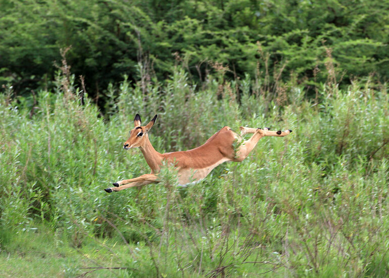 Rote Lechwe-Antilope