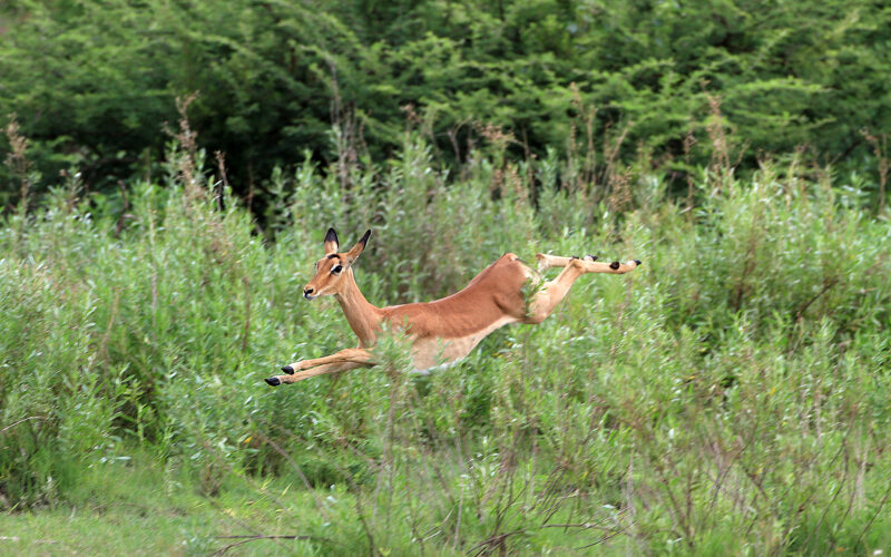 Rote Lechwe-Antilope