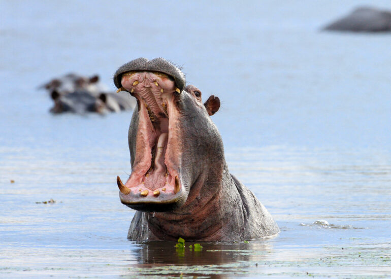 Flusspferd am Okavango