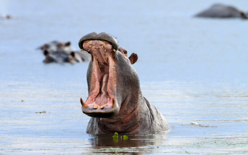 Flusspferd am Okavango