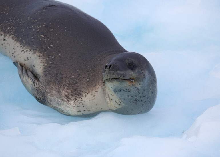 Seeleopard direkt neben dem Schiff