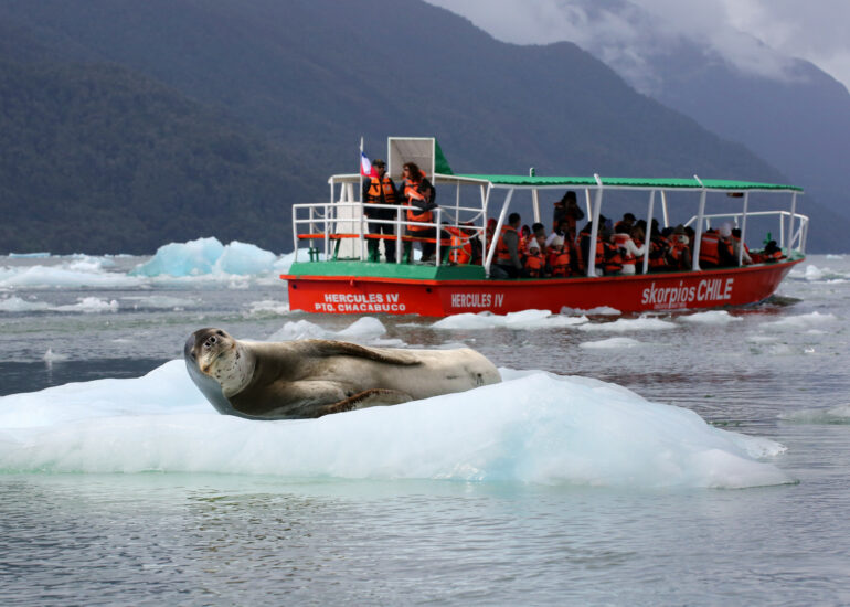 Seeleopard auf seiner Eisscholle