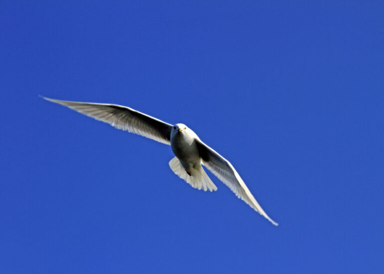 Seevögel in Grönland