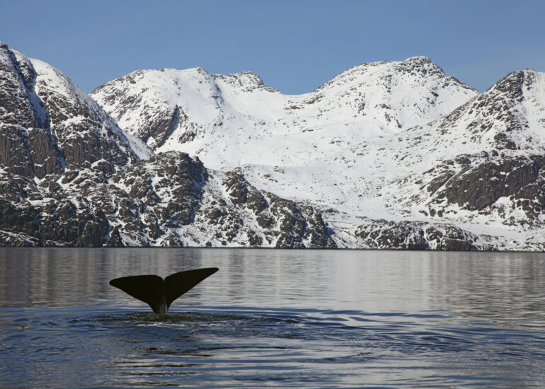 Westgrönland ideal für Walbeobachtungen