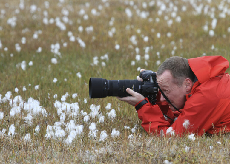 Wollgras ist ein beliebtes Fotomotiv