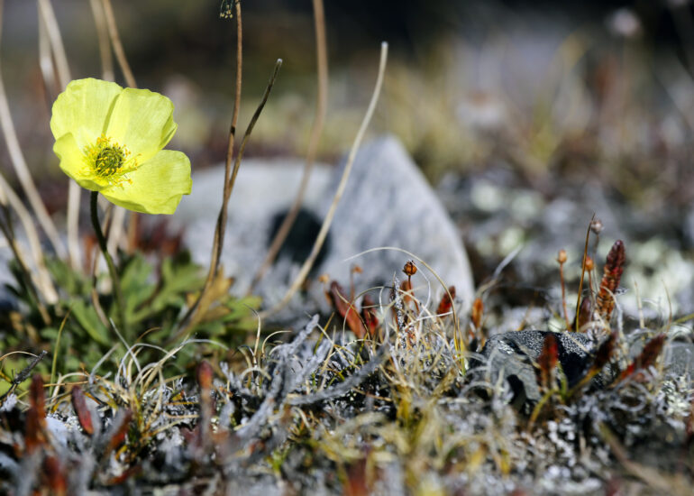 zarte Flora Grönlands