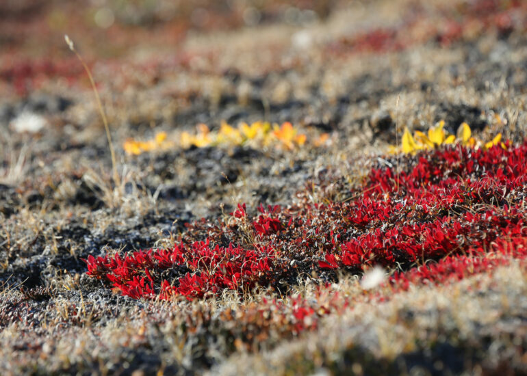 Herbstfarben bereits im August