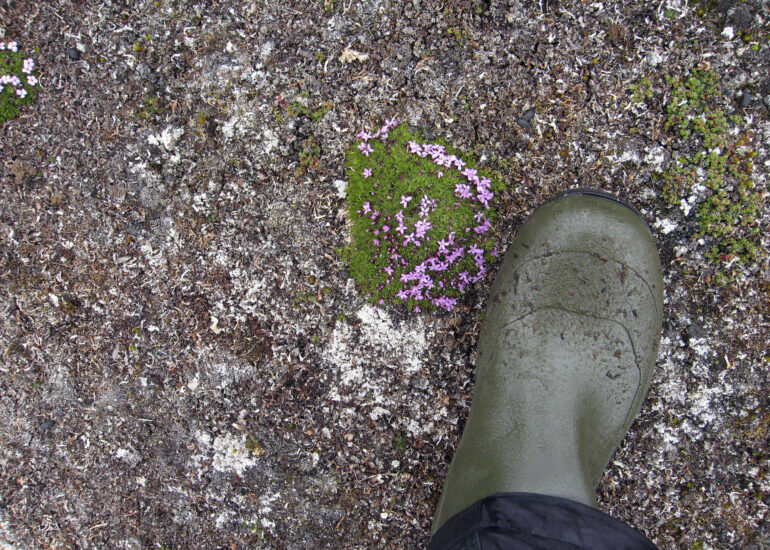 Blüten der arktischen Flora