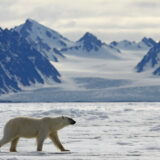 Eisbär vor Gletscherkulisse