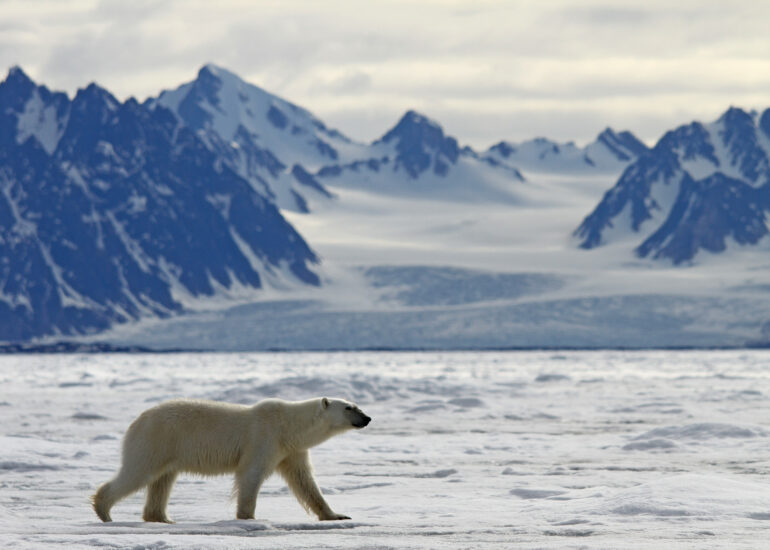 Eisbär vor Gletscherkulisse