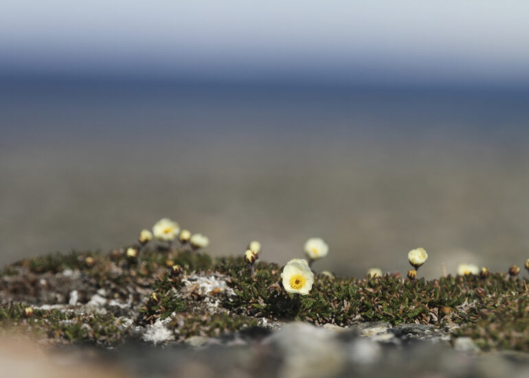 Zarte Blüten in der Arktis