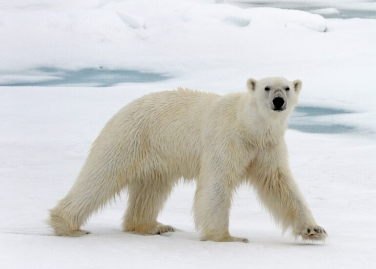 Eisbären sind sehr neugierige Tiere