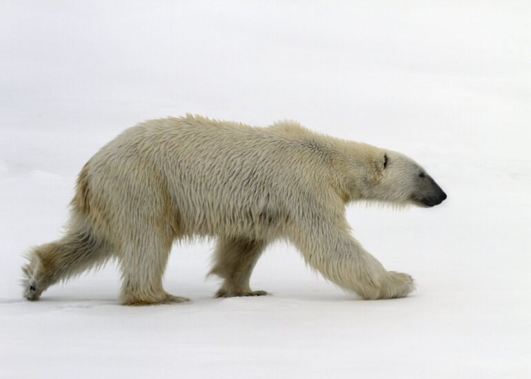 Eisbär