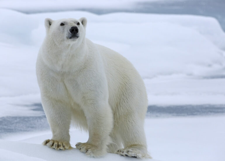 Imposanter Eisbär