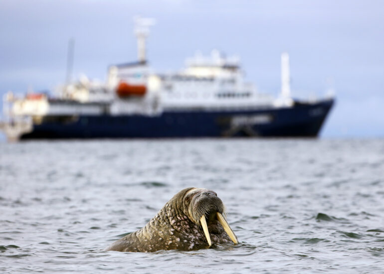 Walross vor der Plancius