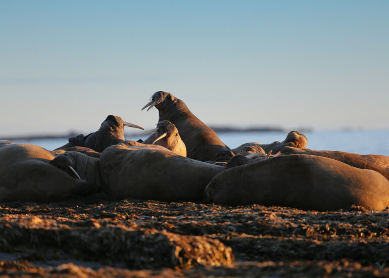 Walrosse bei Poolepynten