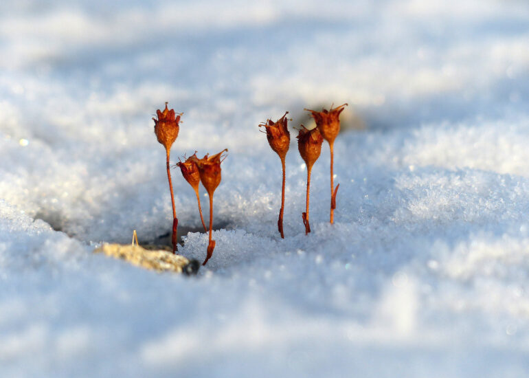 Pflanzen im Schnee