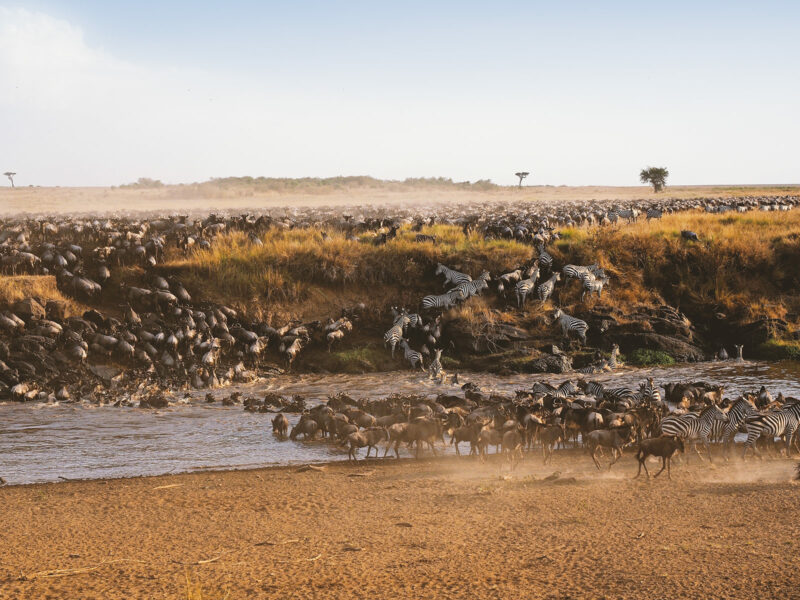 Kenia 2019 - Spektakuläre Flussdurchquerung während der großen Migration