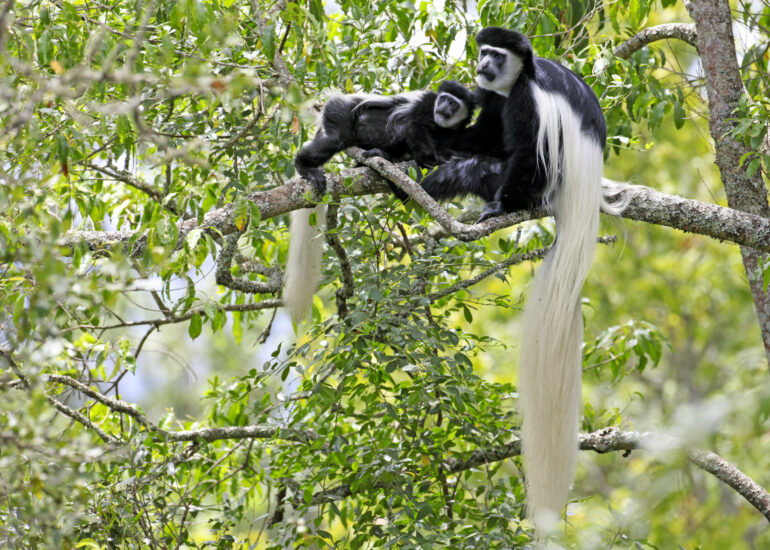 Colobusaffen im Arusha Nationalpark