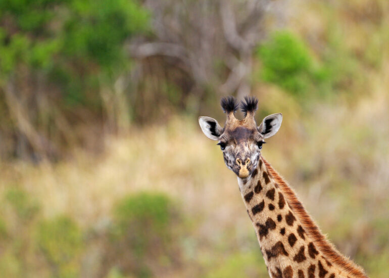 Giraffe