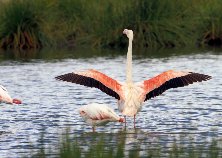 Flamingos im Arusha Nationalpark