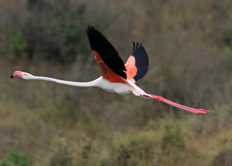 Anmutig - Flamingo im Flug